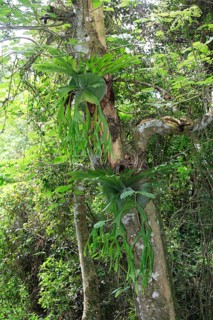 Staghorn fern (Platycerium bifurcatum), elkhorn fern, Australia, Oceania