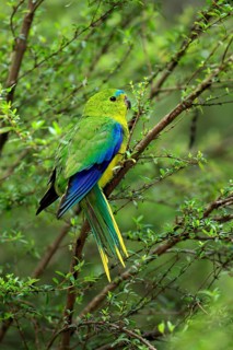 Orange-bellied Parrot (Neophema chrysogaster), Australia, Oceania