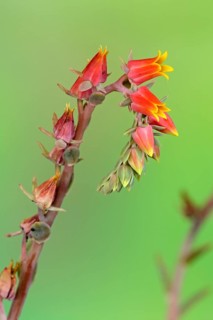 Painted Lady (Echeveria derenbergii)
