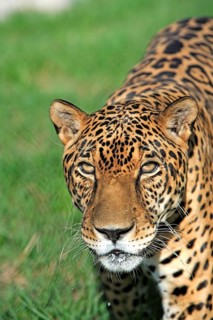 Jaguar (Panthera onca), male, Pantanal, Brazil, South America