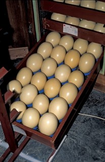 Breeder for eggs of South African Ostrich (Struthio camelus australis), ostrich farm, Oudtshoorn,