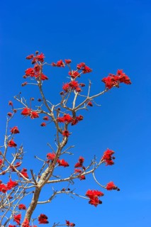 Flame coral tree, Western Cape, South Africa (Erythrina coralloides)