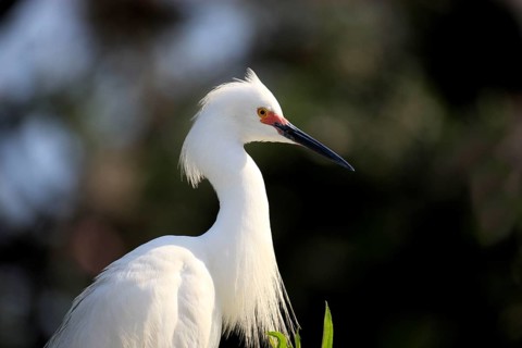 Snowy Egret (Egretta thula), Florida, USA, heron, side, North America