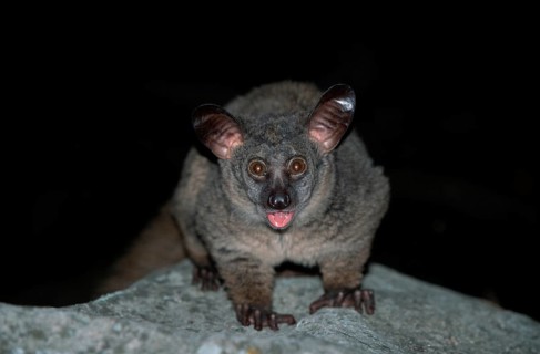 Thick-tailed Bushbaby, Itala Game Reserve, South_Africa (Galago crassicaudatus) (Otolemur