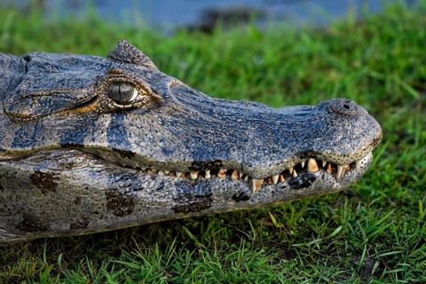Spectacled caiman (Caiman yacare or Caiman crocodilus yacara), portrait, at Colonia Carlos