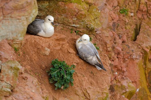 Fulmars, pair, Helgoland, Schleswig-Holstein, Germany, Europe