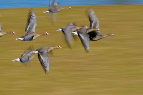 White-fronted Geese, Lower Rhine, North Rhine-Westphalia, Germany, Europe