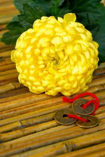 Chrysanthemum (Chrysanthemum) and lucky coins