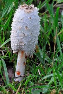 Shaggy ink cap (Coprinus comatus), Shaggy inkcap, Lawyer's wig, shaggy mane showing drops of liquid