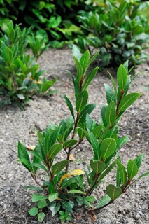 Bay laurel, Bay tree, True laurel (Laurus nobilis), Sweet bay, Laurel tree in kitchen garden,