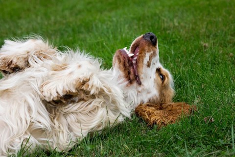 English Cocker domestic dog (Canis lupus familiaris) lying on its back on lawn in garden