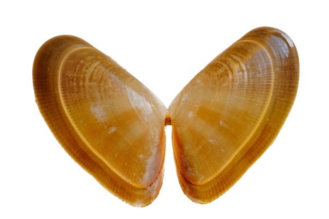 Cuneus vittatus, Banded Saw Mussel, Banded Blunt Mussel, Banded Triangular Mussel, Banded Saw