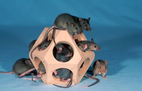 Mice