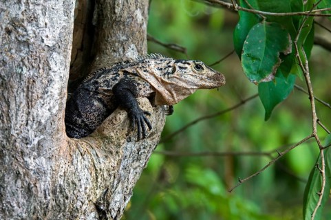 Black spiny-tailed iguana (Ctenosaura similis), black iguana, black ctenosaur in tree cavity, Costa