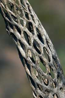 Skeleton of a Cholla cactus (Cylindropuntia) with wooden, tubular support structure and oval