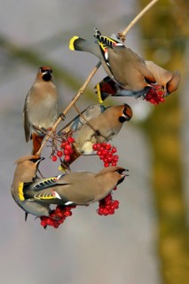 Bohemian waxwings (Bombycilla garrulus), Lower Saxony, Germany, Europe