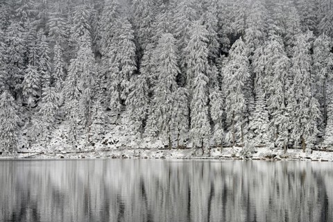 Snow-covered spruces, winter landscape at Mummelsee, reflection, snow, near Seebach, Black Forest,