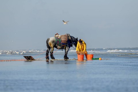 Horse fishermen at work, catching Brown shrimp (Crangon crangon), Koksijde, North Sea coast,