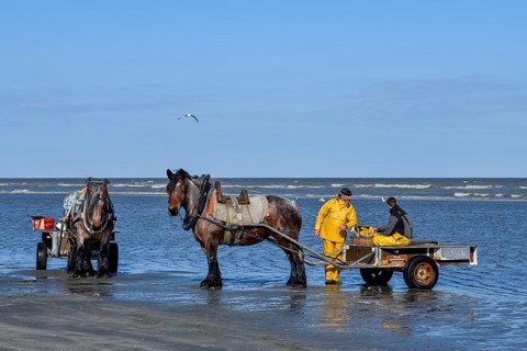 Horse fishermen at work, catching Brown shrimp (Crangon crangon), Koksijde, North Sea coast,
