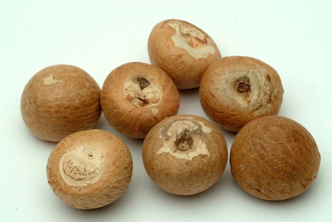 Supari, Areca nut, betel nut, areca nut, puga, pinag, whole fruit, fruit of the areca palm (Areca