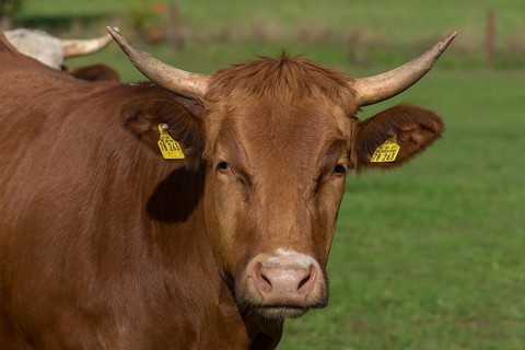 Portrait of Buntscheck cattle, Franconia, Bavaria, Germany, Europe