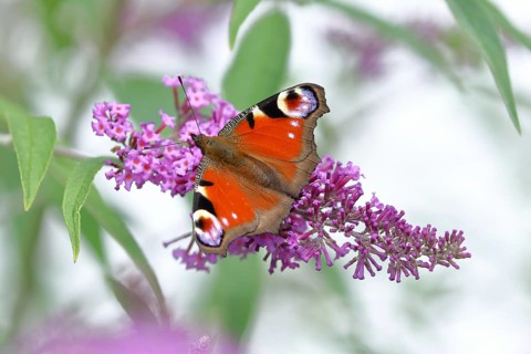 European peacock (Aglais io), on summer lilac or butterfly-bush (Buddleja davidii), Wilden, North