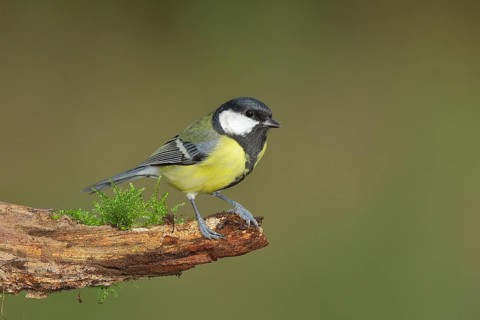 Great tit (Parus major), male sitting on a tree root, Wilden, North Rhine-Westphalia, Germany,