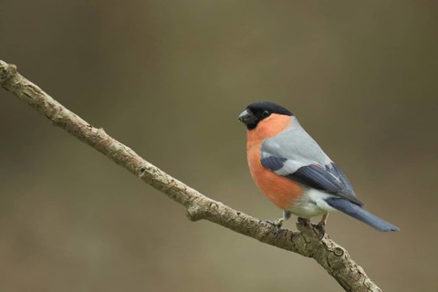 Male eurasian bullfinch (Pyrrhula pyrrhula) in Bad Schönborn, Baden-Württemberg, Germany, Europe
