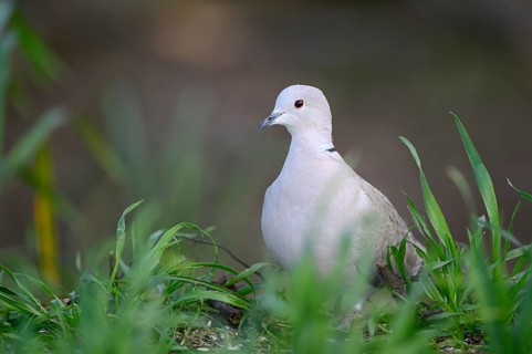 Eurasian collared dove (Streptopelia decaocto), Dingdener Heide nature reserve, North