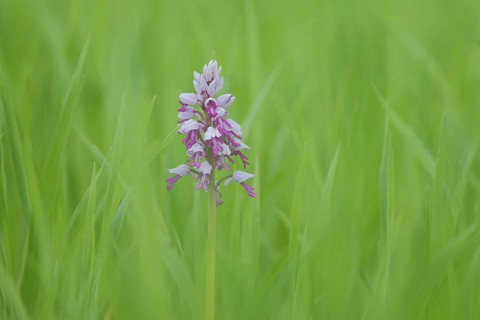 Military orchid (Orchis militaris) in green grass meadow, Karlstadter Trockengebiete,