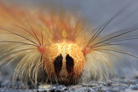 Caterpillar of the gypsy moth Lymantria dispar), head portrait with long tufts of hair, funny,