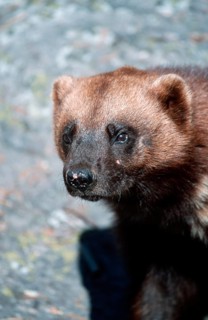 Wolverine (Gulo gulo)