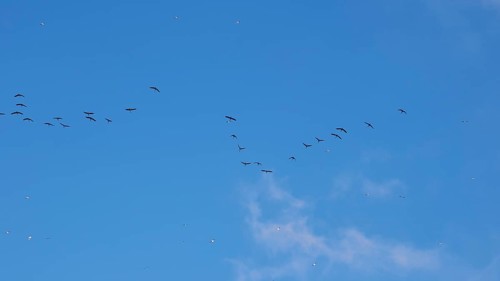 Flock of birds, formation flight, Levanzo, Egadi Islands, Sicily, Italy, Europe