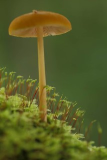 Golden-brown roof mushroom (Pluteus chrysophaeus) in moss, nature, mustard yellow roof mushroom,
