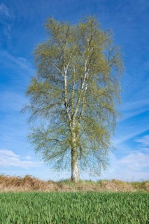 Downy birch (Betula pubescens) standing by a field, blue sky, Lower Saxony, Germany, Europe