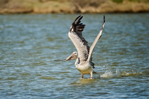 Great white pelican (Pelecanus onocrotalus) starting from the sea, France, Europe
