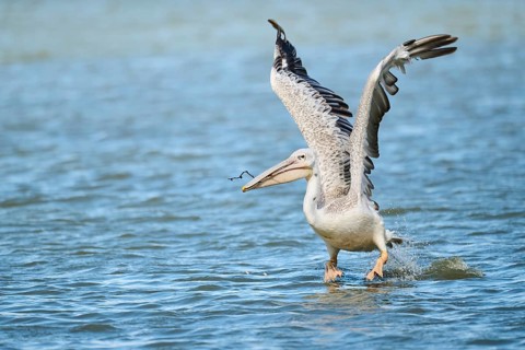 Great white pelican (Pelecanus onocrotalus) starting from the sea, France, Europe