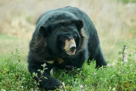 American black bear (Ursus americanus), captive, distribution North America