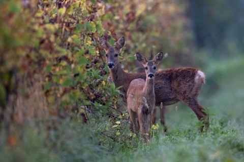 Doe with fawn (Capreolus capreolus) in autumn leaves, Wittlich, Rhineland-Palatinate, Germany,