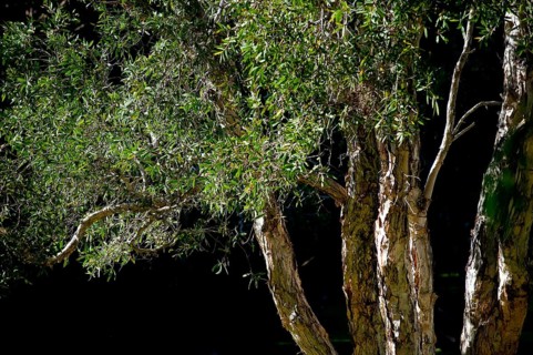 Eucalyptuses (Eucalyptus), Eucalyptus, tree, plant, flora, rubber tree, green, Australia, Oceania