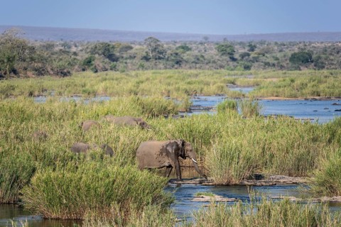 African elephants (Loxodonta africana) in the swamp near Lower Sabie Rest Camp, Kruger National