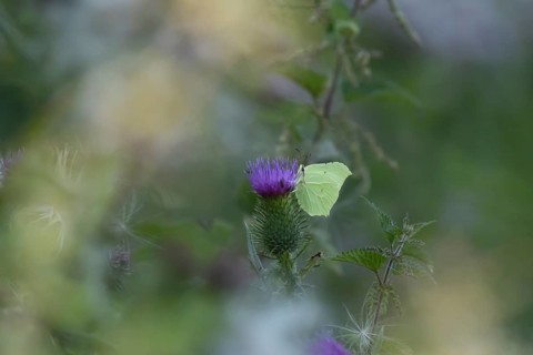 Brimstone (Gonepteryx rhamni) butterfly adult male feeding on a Spear thistle (Cirsium vulgare)