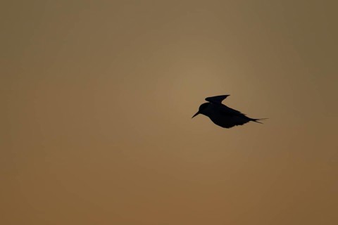 Little tern (Sternula albifrons) adult bird in flight at sunset, Norfolk, England, United Kingdom,