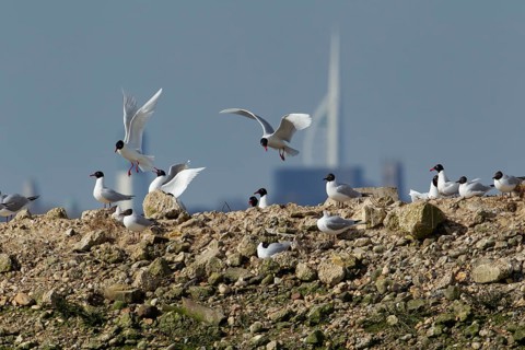 Mediterranean gull (Ichthyaetus melanocephalus) adult birds on a rock, Hampshire, England, United