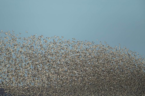 Red knot (Calidris canutus) adult birds flying in a flock, Norfolk, England, United Kingdom, Europe
