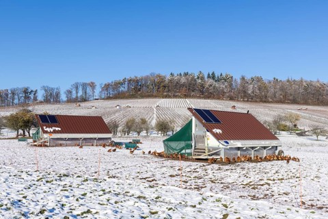 Mobile chicken coops and chickens in a meadow in winter, snow, mobile chicken coops for free-range