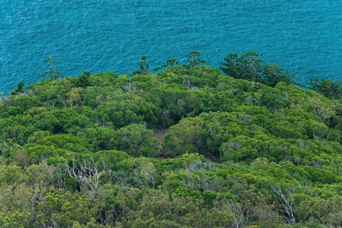 Eucalyptus forest on Hamilton Island, Whitsunday Islands, island, sea, coast, coastline, Pacific,