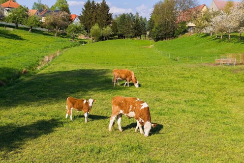 Cows in a pasture