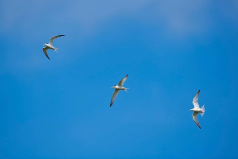 Little terns (Sternula albifrons) flying in the sky, Camargue, France, Europe