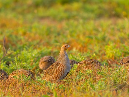 Gray partridges (Perdix perdix), family group (chain) on a fallow land, Solms, Hesse, Germany,